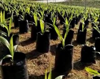 Masih Banyak Petani Belum Paham Benih Berlabel SNI