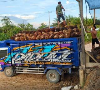 Soal Harga Sawit, Petani Swadaya di Kaltim Lebih Senang Dibanding Plasma, Ini Faktanya 