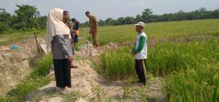 Kejutan! Sebanyak 1.200 Ha Kebun Sawit di Asahan Bakal Dialihkan Jadi Lahan Sawah, 200 Ha Sudah Berhasil
