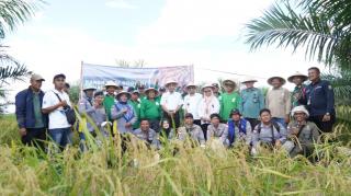 Sedang Replanting, Petani Sawit Raup Untung dari Program Kesatria