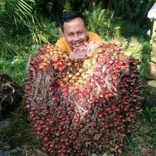 Selangkah lagi Tembus Rp 2.700 Per Kg Harga TBS Mitra Plasma di Wilayah Barat Aceh Periode 27 Juni - 11 Juli 2024