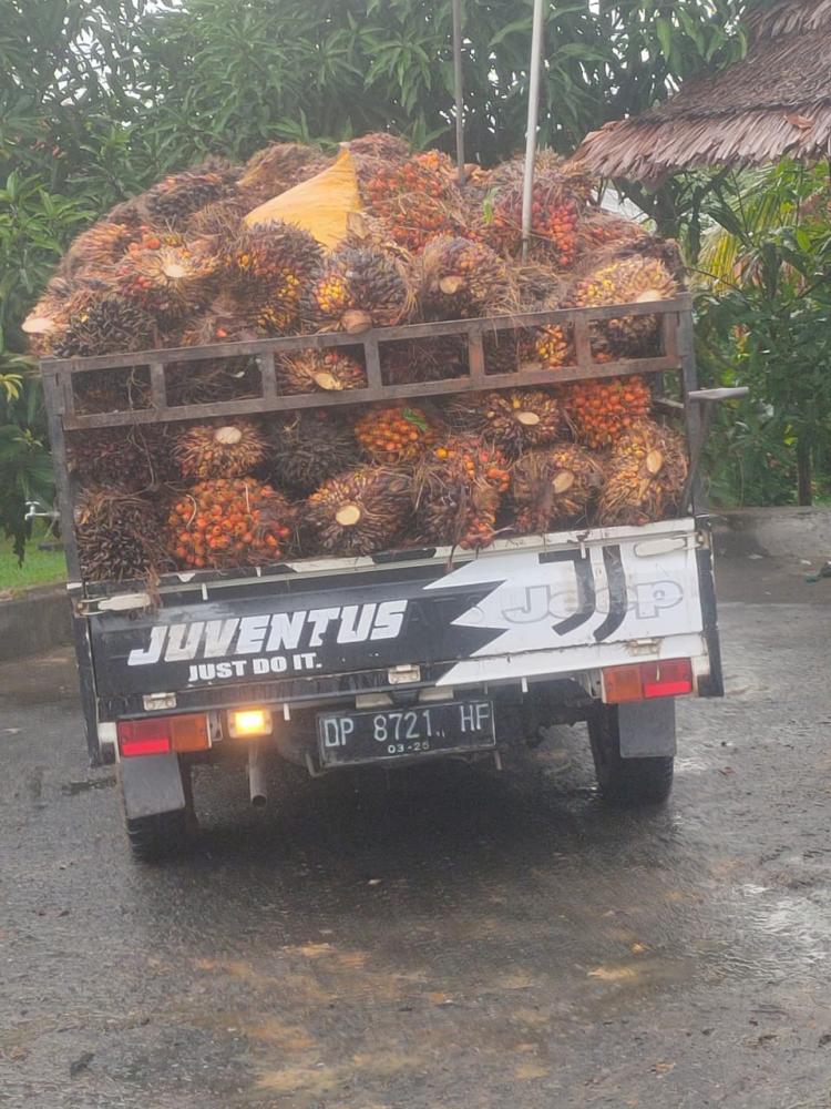 Produksi Sawit Turun, PPh Non Migas Bengkulu Rontok