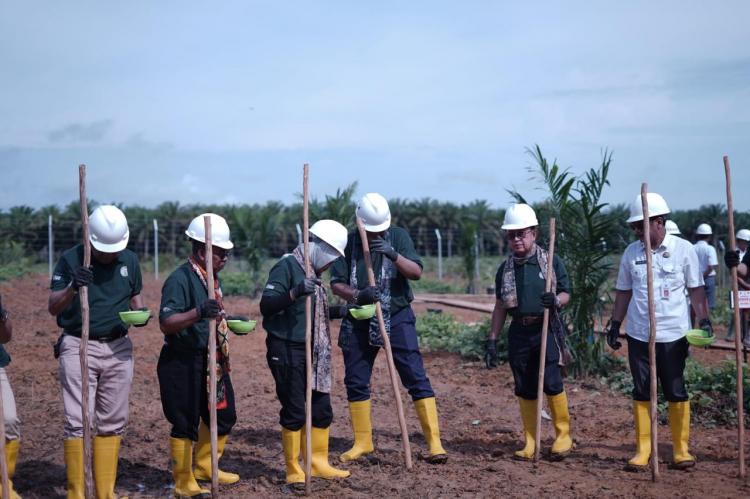 Tumpang Sari Padi Gogo di Lahan KUD Gajah Mada Masih Sebatas Rencana