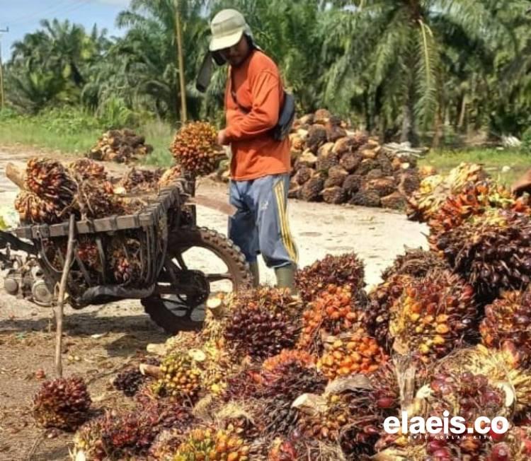 Alhamdulillah, Harga Sawit di Sumbar Tembus Rp3.003,75/Kg