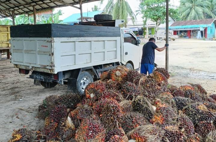 Produksi Anjlok, Harga Sawit di Babel Naik Jadi Rp2.753/kg