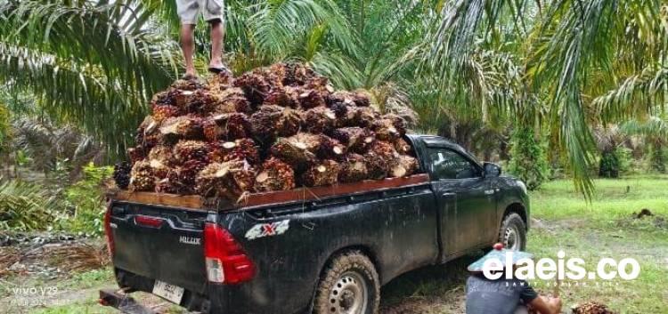 Alhamdulillah, Pekan Ini Harga Sawit di Sumut Tembus Rp3.022.64/kg