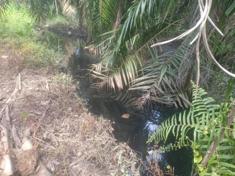 Dua Sungai di Ujungbatu Sering Tercemar tapi Tak Pernah Ada Sanksi, Ada Apa?