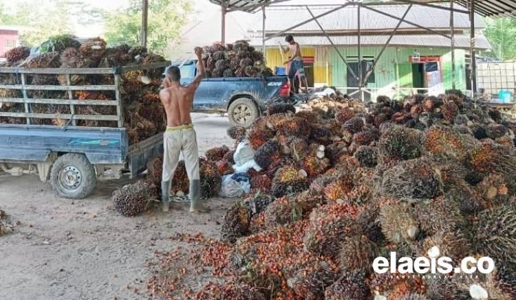 Akhirnya, Harga Kelapa Sawit di Sumut Turun Jadi...