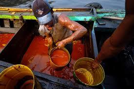 Turun Rp 15 Harga CPO Hasil Tender PT KPBN Periode 19 Juli 2024