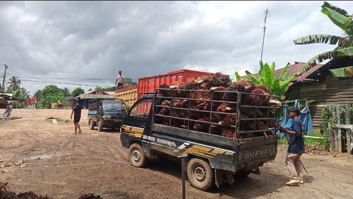 Harga Sawit Kalteng Dibeli Rp2.860,82/Kg