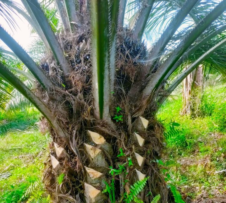 Sudah Dua Bulan, Produksi Kebun Petani Sawit di Kukar Anjlok