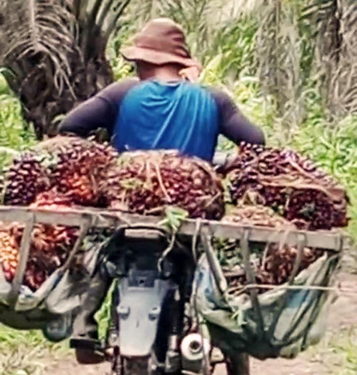 Pasbar Bakal Replanting di 750 Ha Kebun Sawit Rakyat