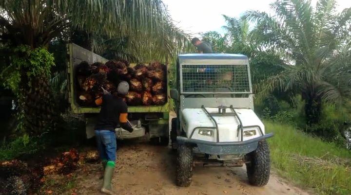 Akhirnya ... Beginilah Nasib Harga CPO Hasil Tender PT KPBN Periode 24 Juli 2024