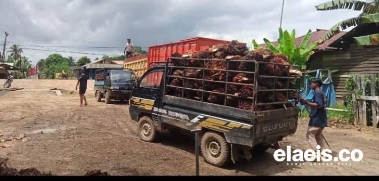 Turun, Harga Sawit di Sumbar Rp3.034,44/Kg