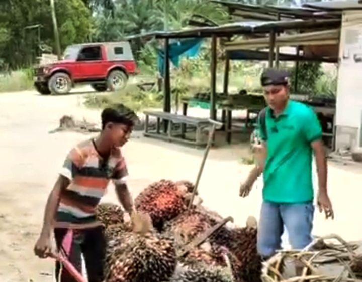 Ada Perbaikan Harga CPO Hasil Tender PT KPBN Periode 25 Juli 2024