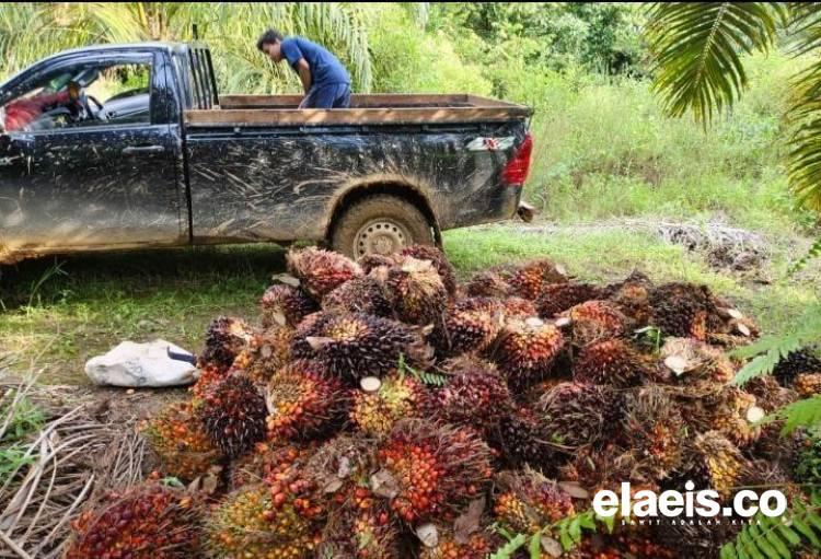 Harga Sawit di Sumut kembali Merangkak Naik Jadi Rp2.994.68/Kg