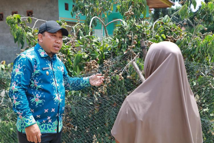 Melihat Kampung Penghasil Kelengkeng di Siak