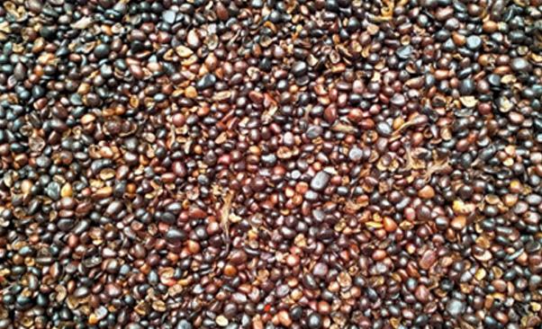 Jebol Juga ke Rp 10.000 Per Kg Harga Palm Kernel Hasil Tender Astra Periode 30 Juli 2024