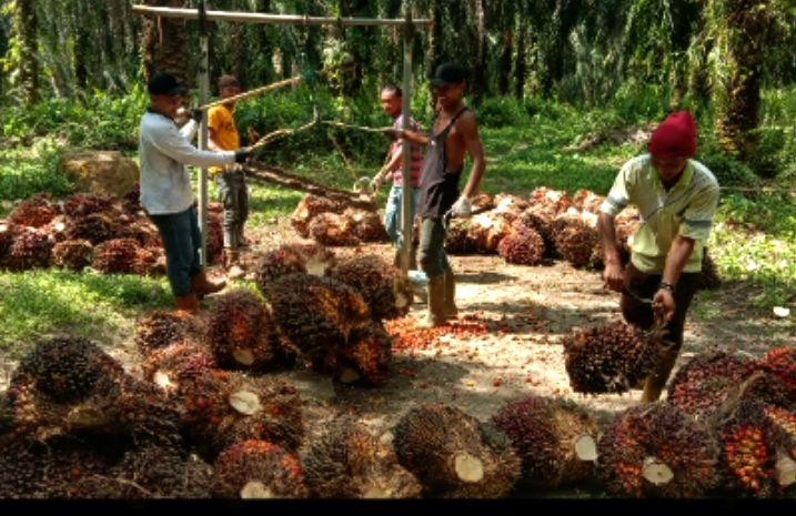 Menuju Rp 20.000 Harga CPKO Hasil Tender PT KPBN Periode 30 Juli 2024