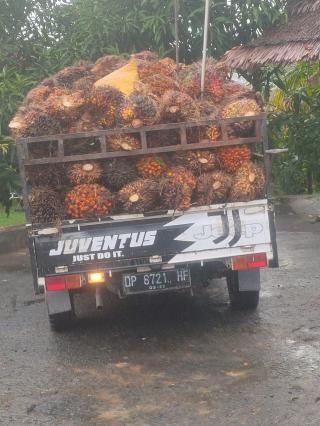 Produksi Sawit Turun, PPh Non Migas Bengkulu Rontok