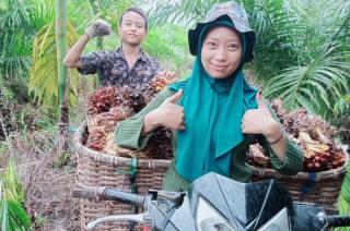 Harga Sawit Sumut Ditetapkan Naik Jadi Rp2.970,16/Kg