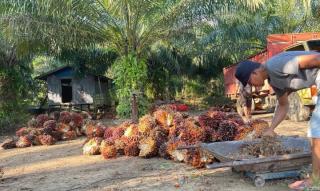 Naik Tipis, Harga Kelapa Sawit di Kaltara Rp2.431,52/Kg