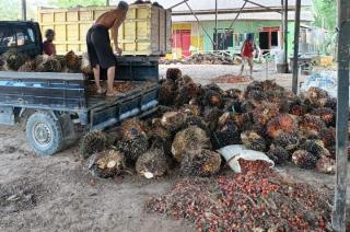 Selisih Harga Sawit Petani Plasma dan Swadaya di Sumut Rp970,16/kg