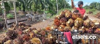 Harga Sawit di Kalteng Bikin Petani Sumringah, per Kilo Rp2.794,69