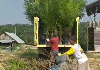 Punya Bisnis Pembibitan Sawit? Ini Tips Dari Hendri Cen Biar Tak Cepat