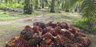 Periode Pertama Juli, Harga Sawit di Kalbar Rp2.746,92/Kg