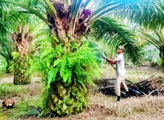 12 Provinsi Diteliti, Terungkap Penyebab Lambannya Realisasi Program PSR