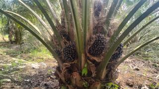 Produksi Kebun Sawit di Banten Anjlok Hingga 80 Persen