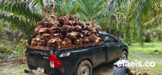 Alhamdulillah, Pekan Ini Harga Sawit di Sumut Tembus Rp3.022.64/kg