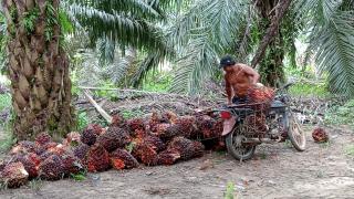 Hore...! Harga TBS Sawit Plasma Riau Naik Jadi Rp 3.093/Kg