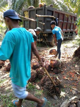 Tak Mau Kalah, Harga TBS Sawit Swadaya Riau Juga Tembus Level Rp 3.000/Kg 