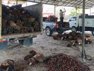 Naik Tipis, Harga Sawit di Kaltim Rp2.656,02/Kg