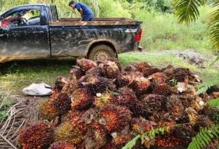 Pekan Ini Harga Sawit Kalbar Rp2.835.53/Kg