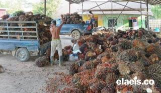 Akhirnya, Harga Kelapa Sawit di Sumut Turun Jadi...
