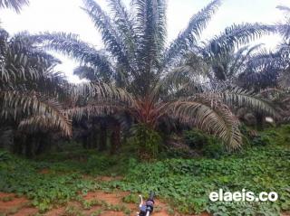 Tanaman Sawit Masih Tergolong Muda, Petani di Agam Rame-rame Ajukan PSR