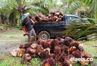 Mewah-Mewah! Produksi Stabil, Harga Sawit Juga Terus Meningkat di Sumbar