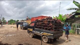 Harga Sawit Kalteng Dibeli Rp2.860,82/Kg