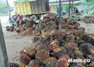 Pekan Ini Harga Sawit di Kalbar Merosot Jadi Rp2.794.93/Kg