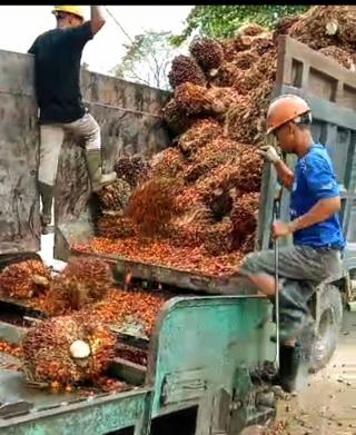 Turun Tipis Harga CPO Hasil Tender PT KPBN Periode 23 Juli 2024