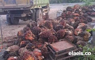 Harga Kelapa Sawit Swadaya di Sumut Rata-Rata Meningkat