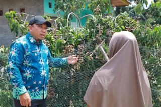 Melihat Kampung Penghasil Kelengkeng di Siak