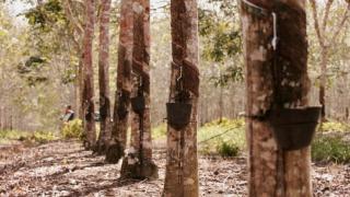 Tugasnya Terus Bertambah, BPDPKS Juga Bakal Urus Karet