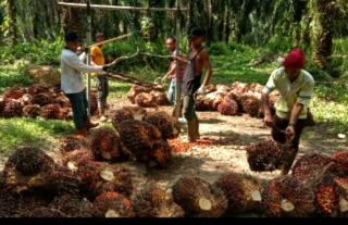 Menuju Rp 20.000 Harga CPKO Hasil Tender PT KPBN Periode 30 Juli 2024