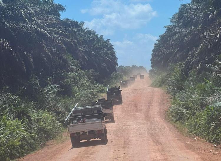 Panen Massal Masih Merajalela di Seruyan
