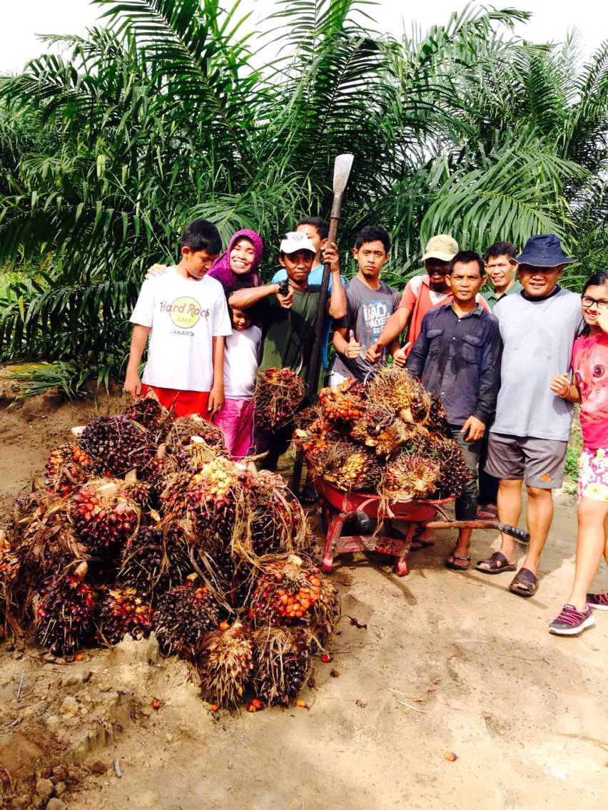 Kembali Bersyukur, Naik Rp 50 Harga CPO Hasil Tender PT KPBN Periode 20 Agustus 2024