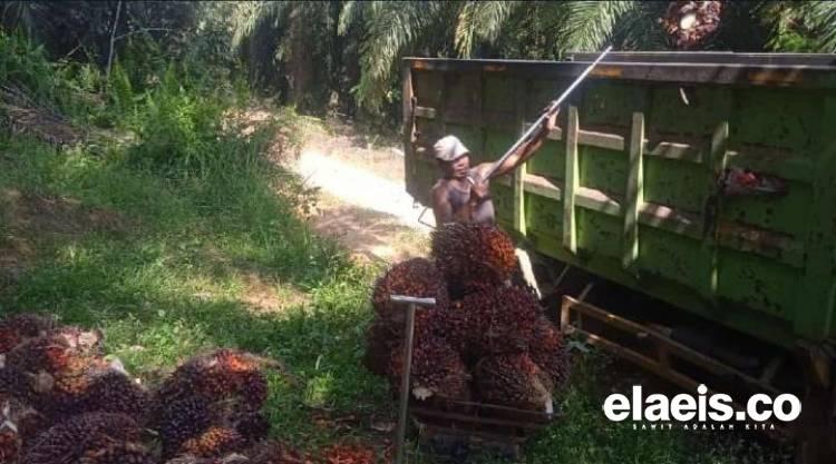 Harga Sawit di Sumut Anjlok Lagi, Kini Rp3.026.70/Kg